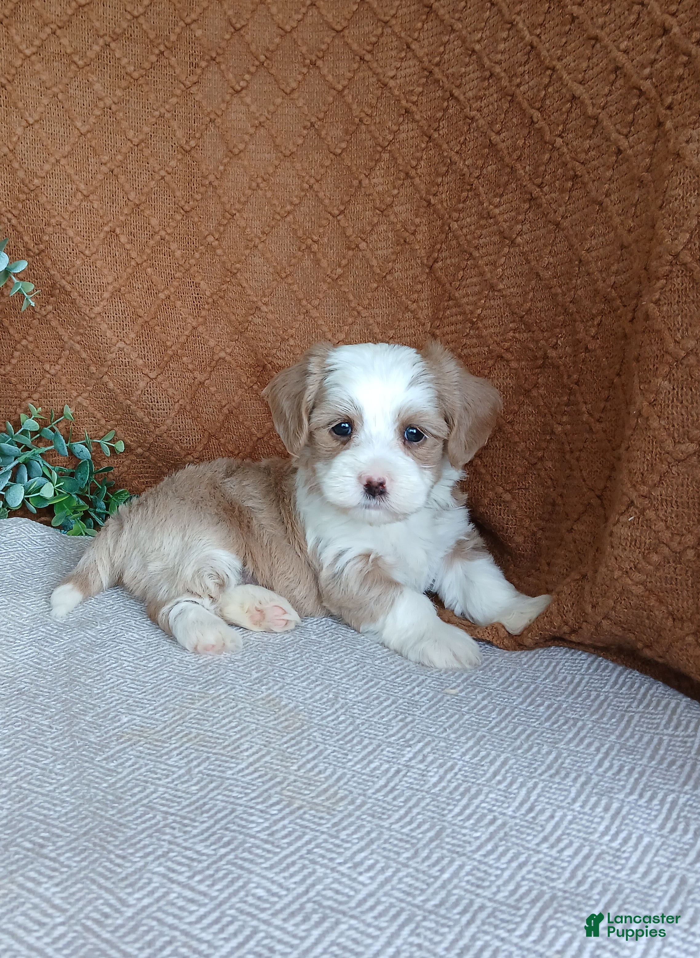 Havanese dogs Ruth  - Ad 2