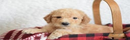 Goldendoodle dogs for sale: Goldendoodle Puppy 1 - Ad 5