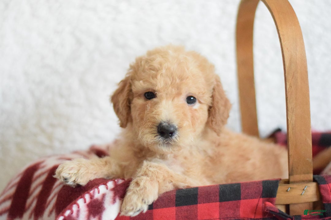 Goldendoodle dogs for sale: Goldendoodle Puppy 1 - Ad 5