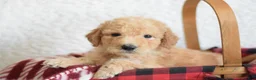 Goldendoodle dogs for sale: Goldendoodle Puppy 8 - Ad 25