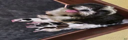 Shih Tzu dogs for sale: Shih Tzu 1 - Ad 2