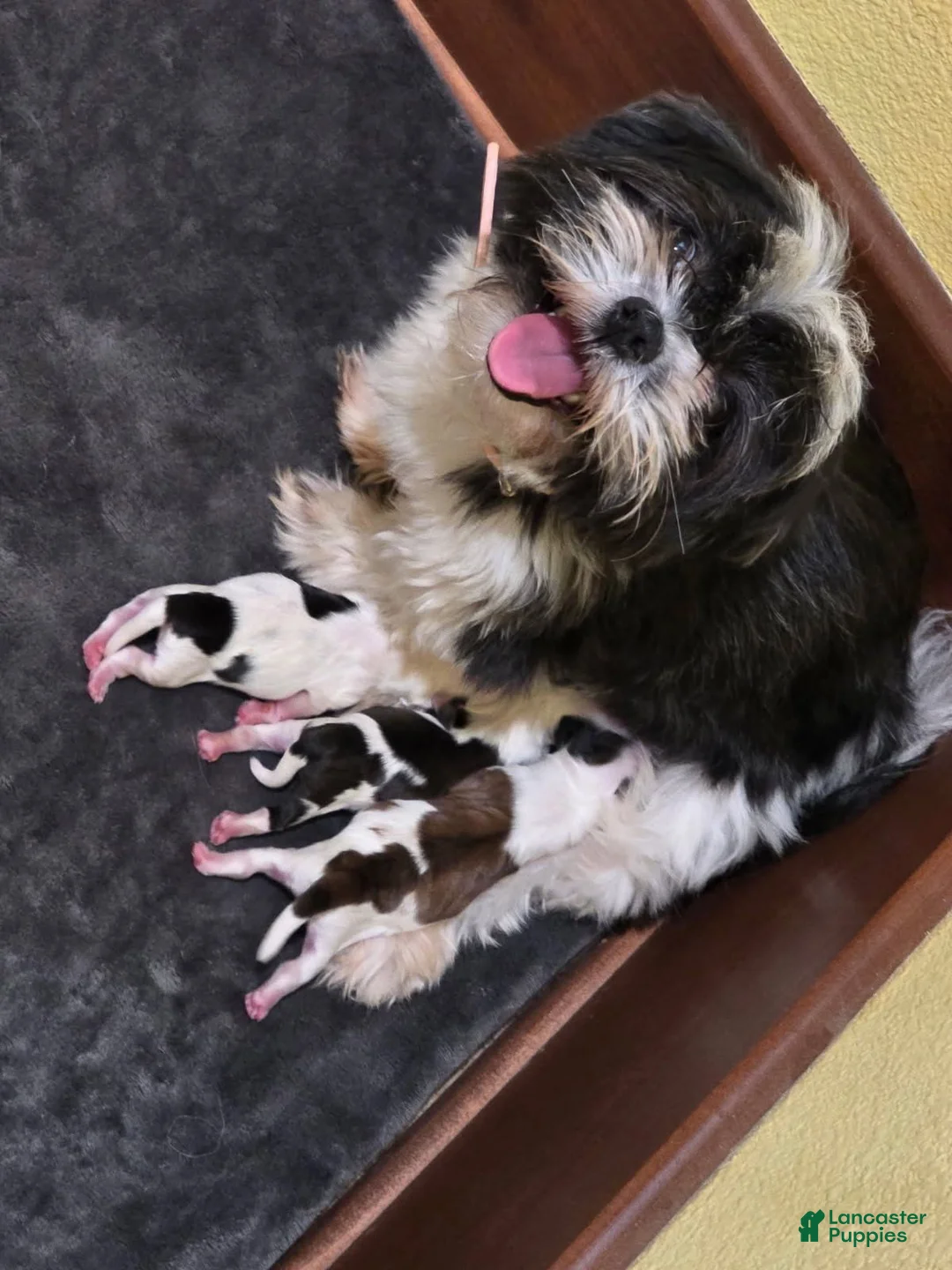 Shih Tzu dogs for sale: Shih Tzu 1 - Ad 2