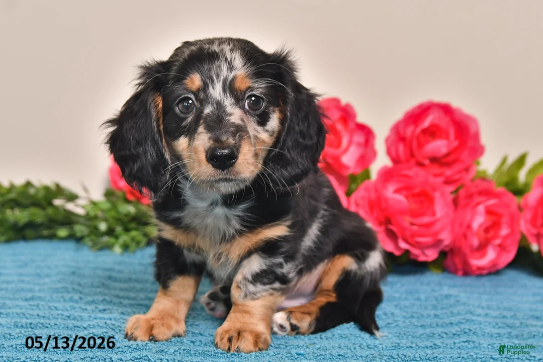 Miniature Dachshund dogs for sale: Rascal - Ad 5