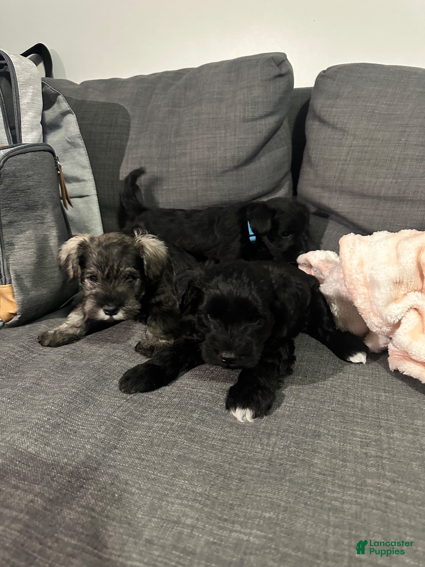 Miniature Schnauzer dogs for sale: Miniature Schnauzer 2 - Ad 3