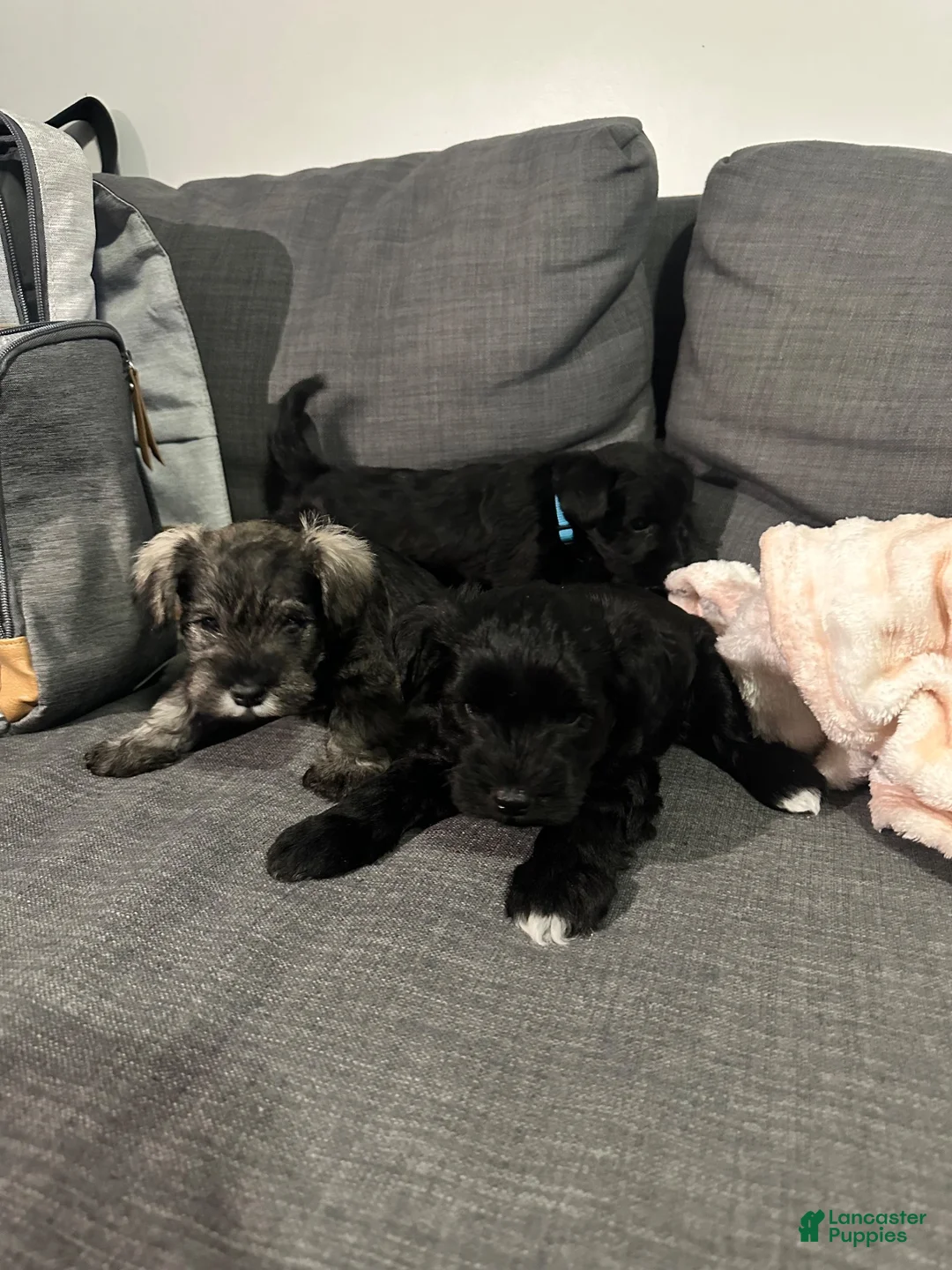 Miniature Schnauzer dogs for sale: Miniature Schnauzer 2 - Ad 1