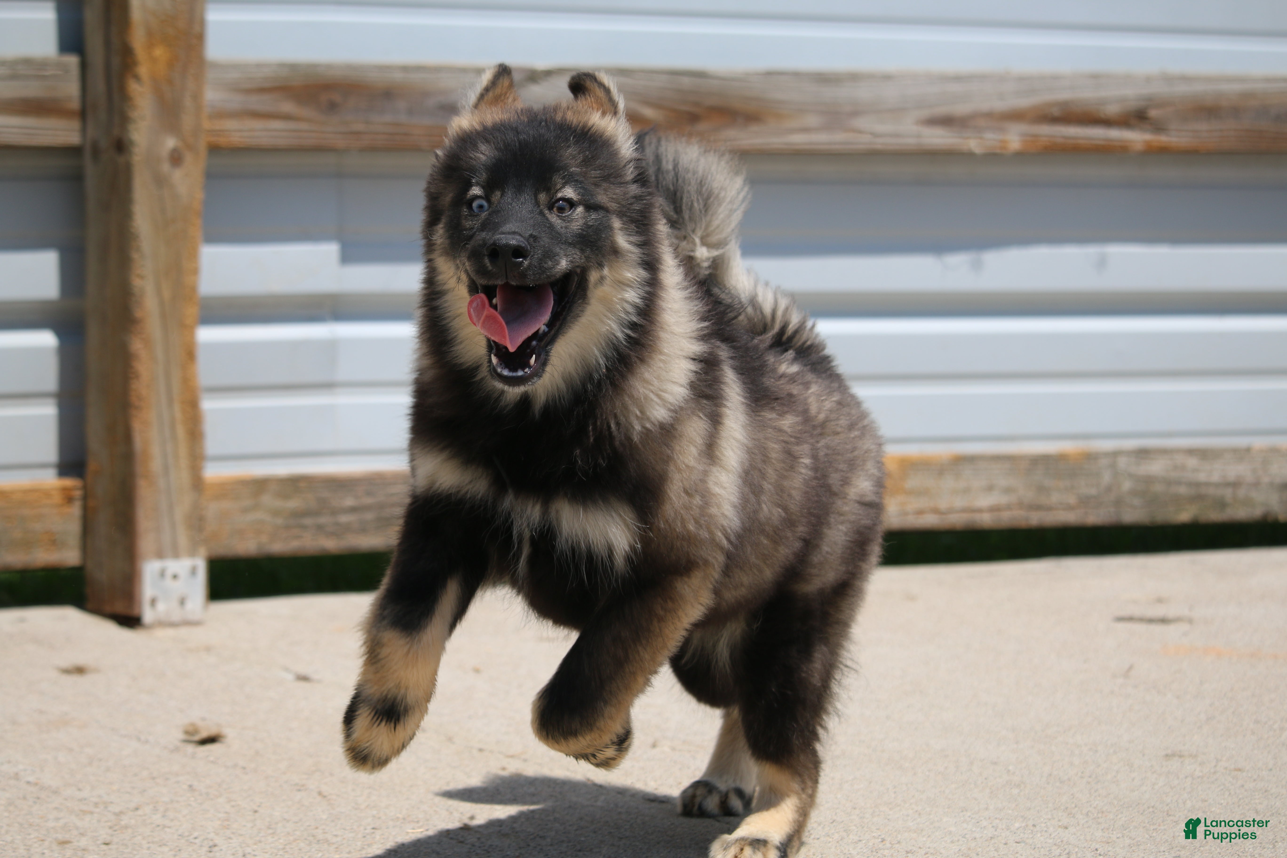 Pomsky dogs Chuckles  - Ad 2