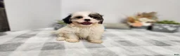 Teddy Bear dogs for sale: Claude - Ad 11