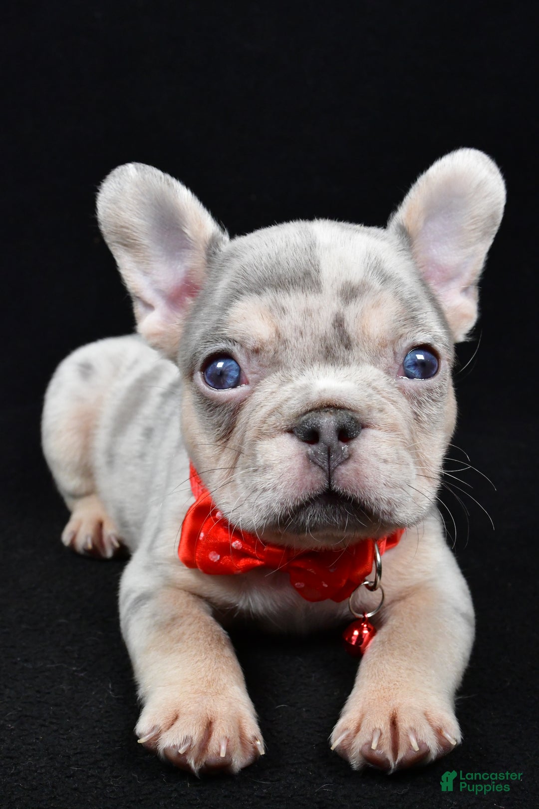 French Bulldog dogs for sale: Waylon - Ad 4