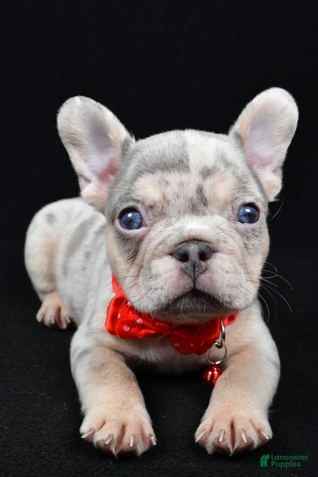 French Bulldog dogs for sale: Waylon - Ad 4