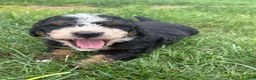 Mini Bernedoodle dogs for sale: Bruno  - Ad 2