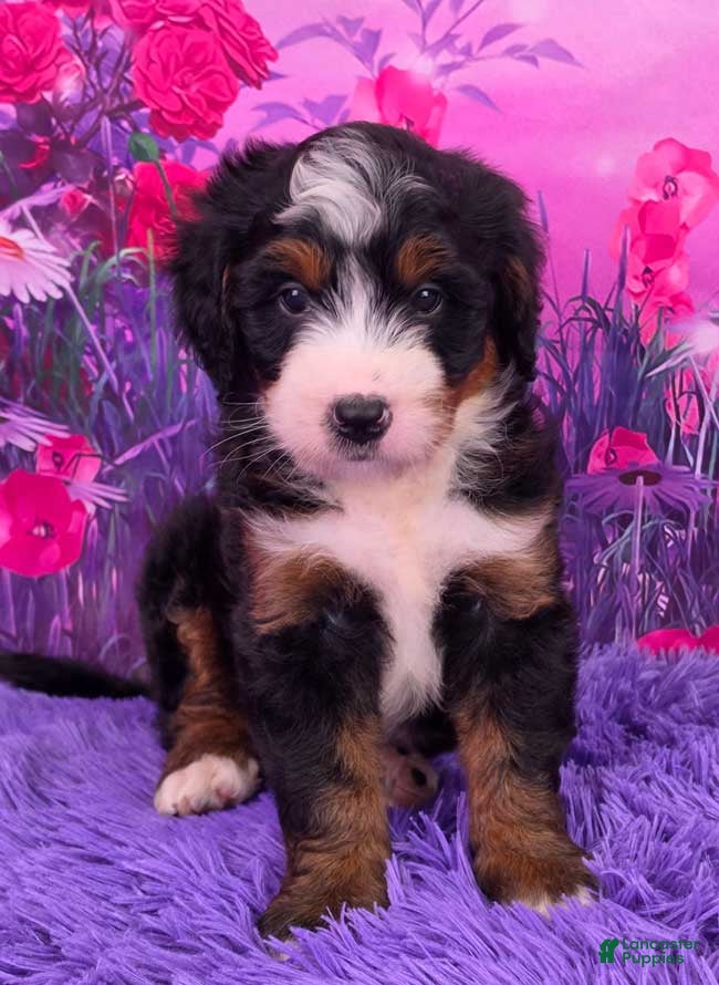 Mini Bernedoodle dogs Oliver - Ad 1