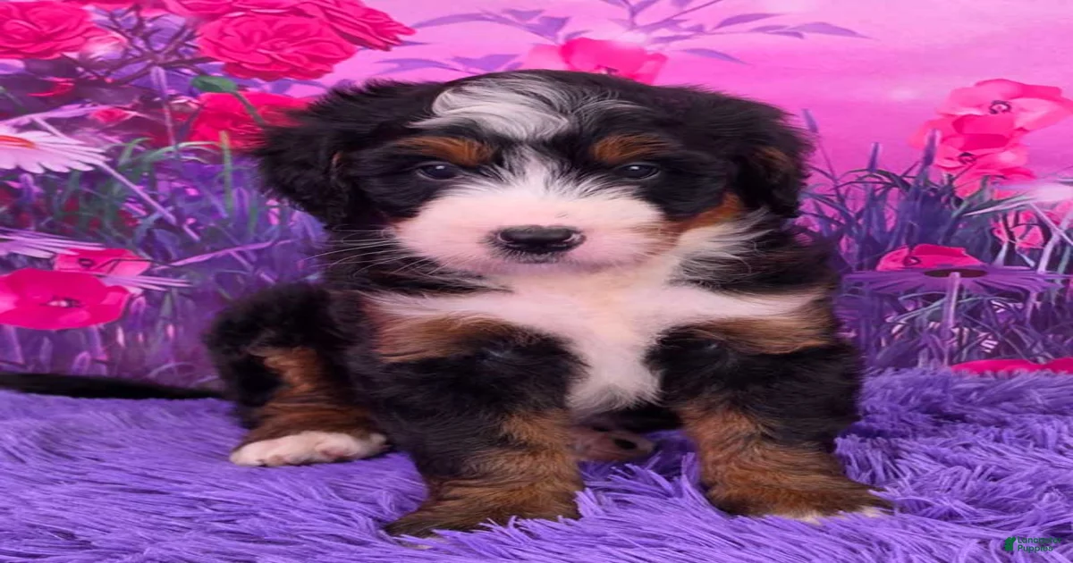 Oliver Mini Bernedoodle for sale in Sugarcreek | Lancaster Puppies