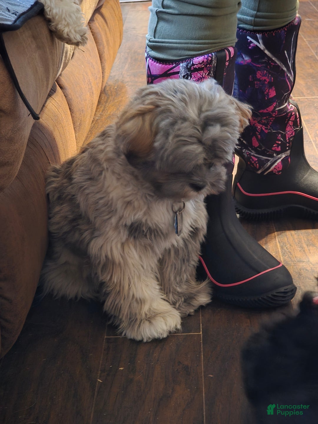 Mixed Breed dogs for sale: Mixed Breed Puppy 1 (Henry) - Ad 5