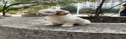 Cavapoo dogs for sale: Joey - Ad 1