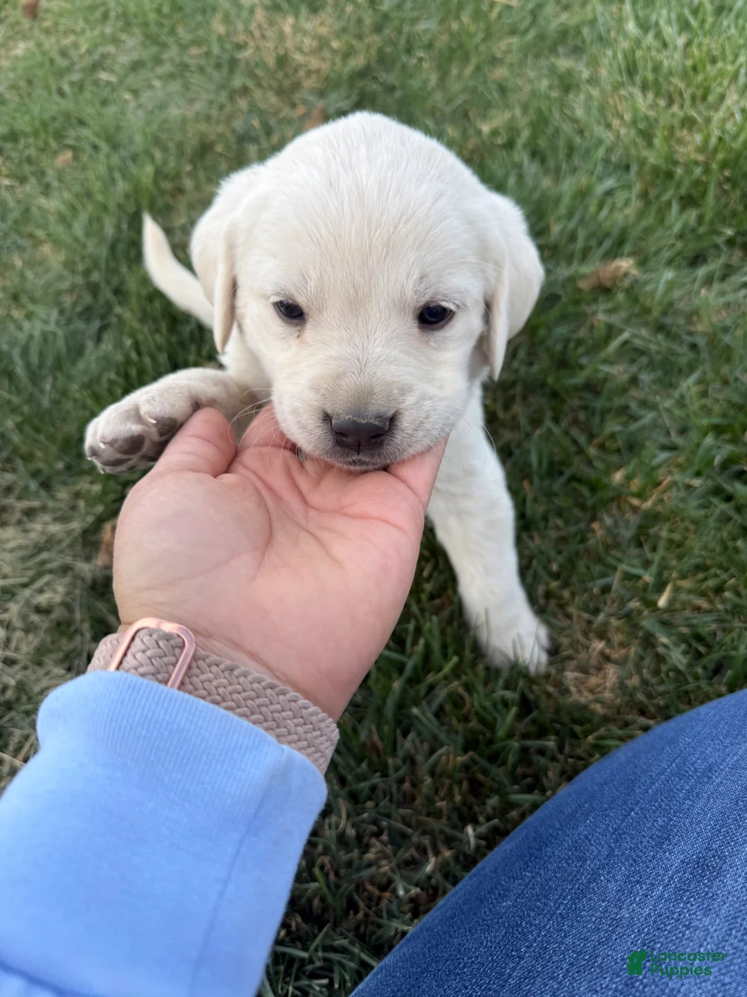 Labrador Retriever dogs for sale: Labrador Retriever Puppy 2 - Ad 2