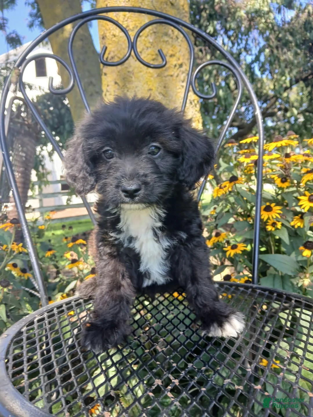 Mixed Breed dogs for sale: Roman - Ad 1