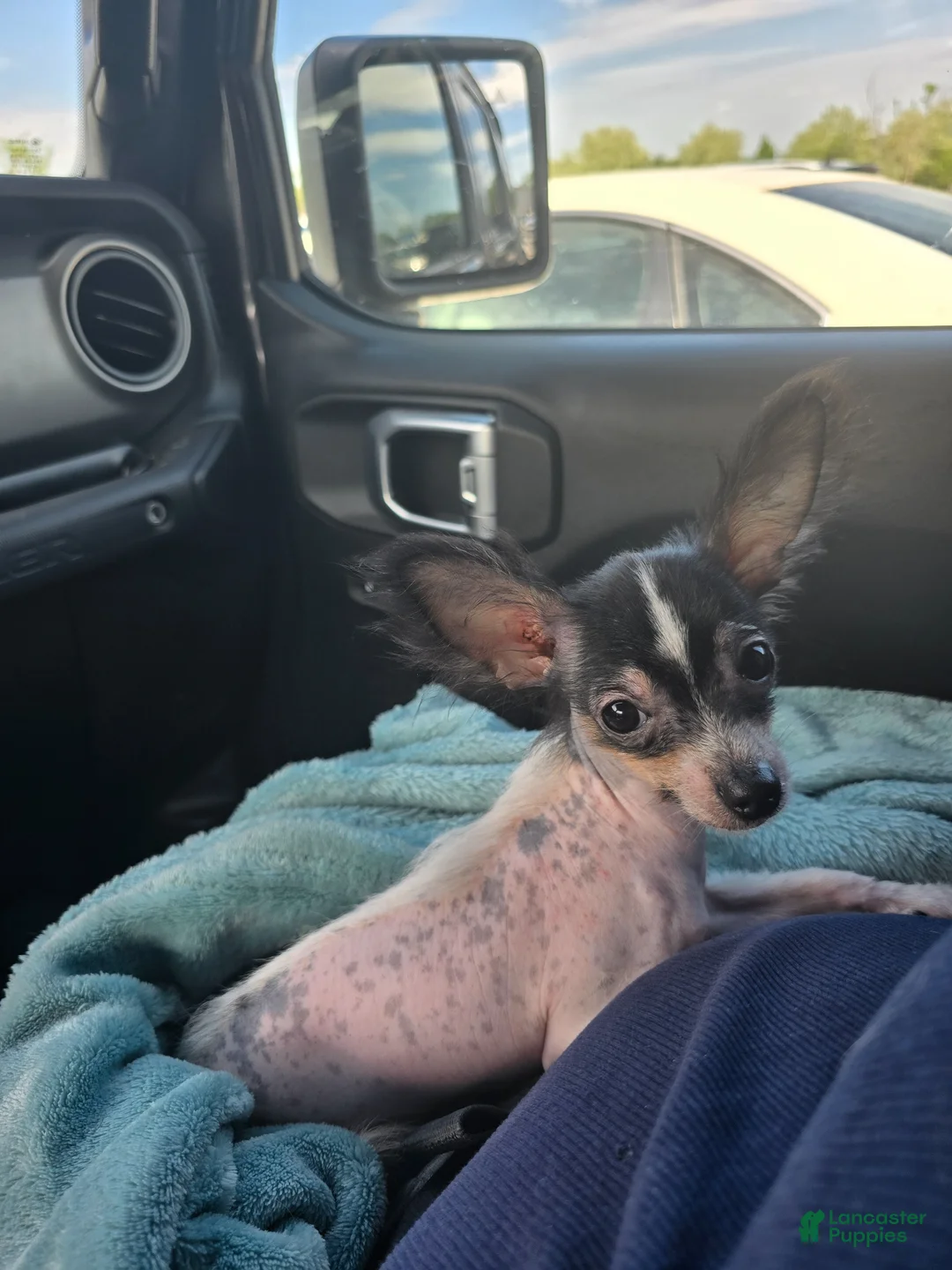Chihuahua dogs for sale: Chihuahua Puppy 1 - Ad 2