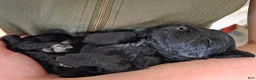 Yorkiepoo dogs for sale: Mushu - Ad 7