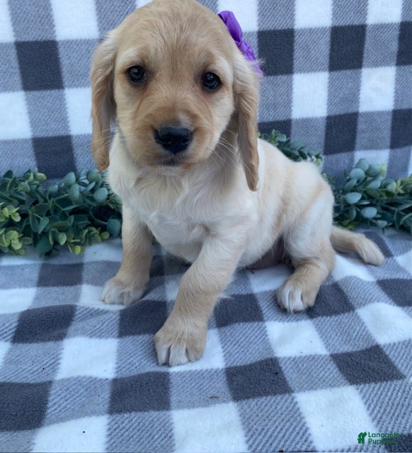 Mini Goldendoodle dogs Lady - Ad 2