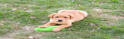 Labrador Retriever dogs for sale: Eagle - Ad 5