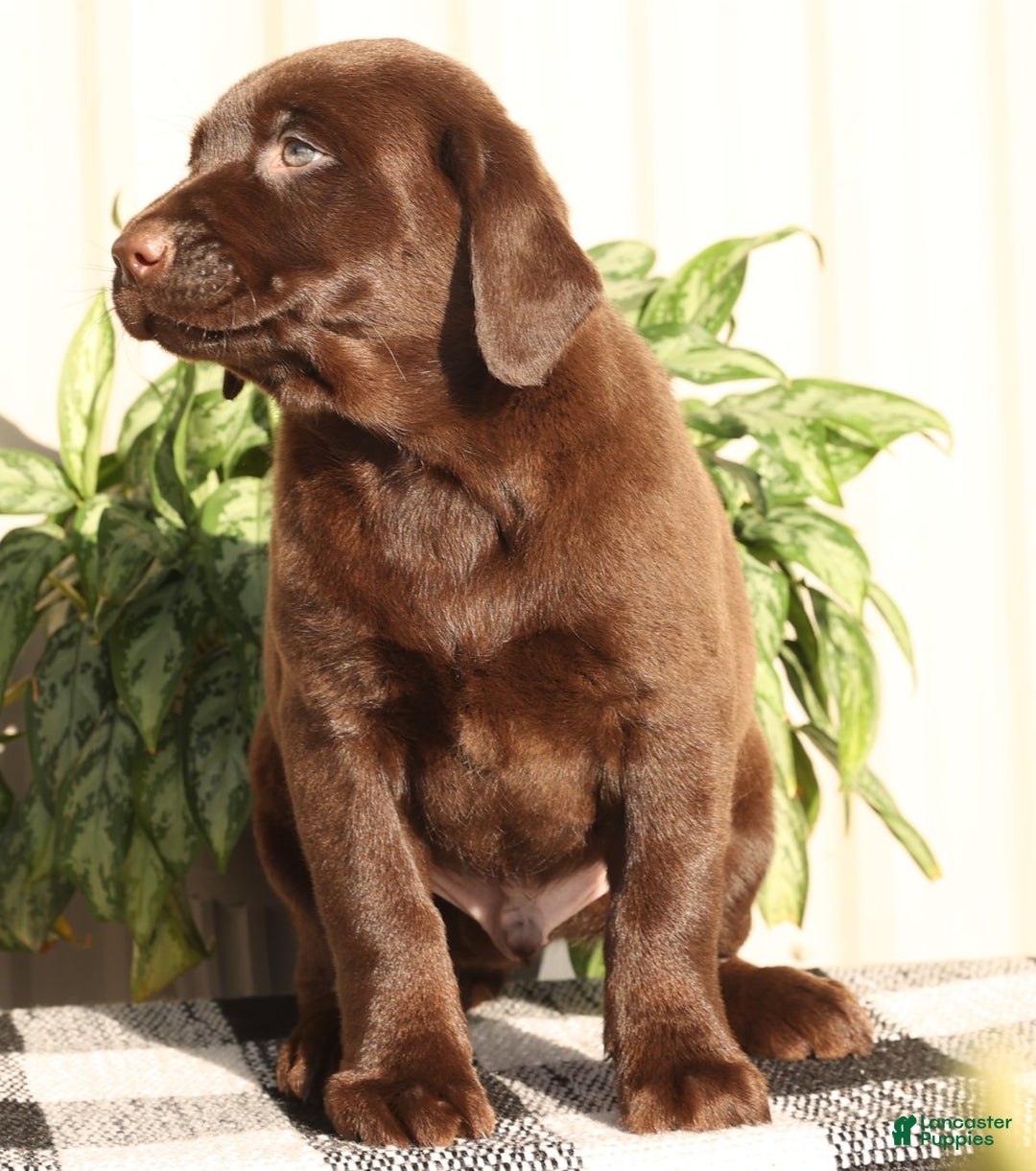 Labrador Retriever dogs for sale: Spice - Ad 9