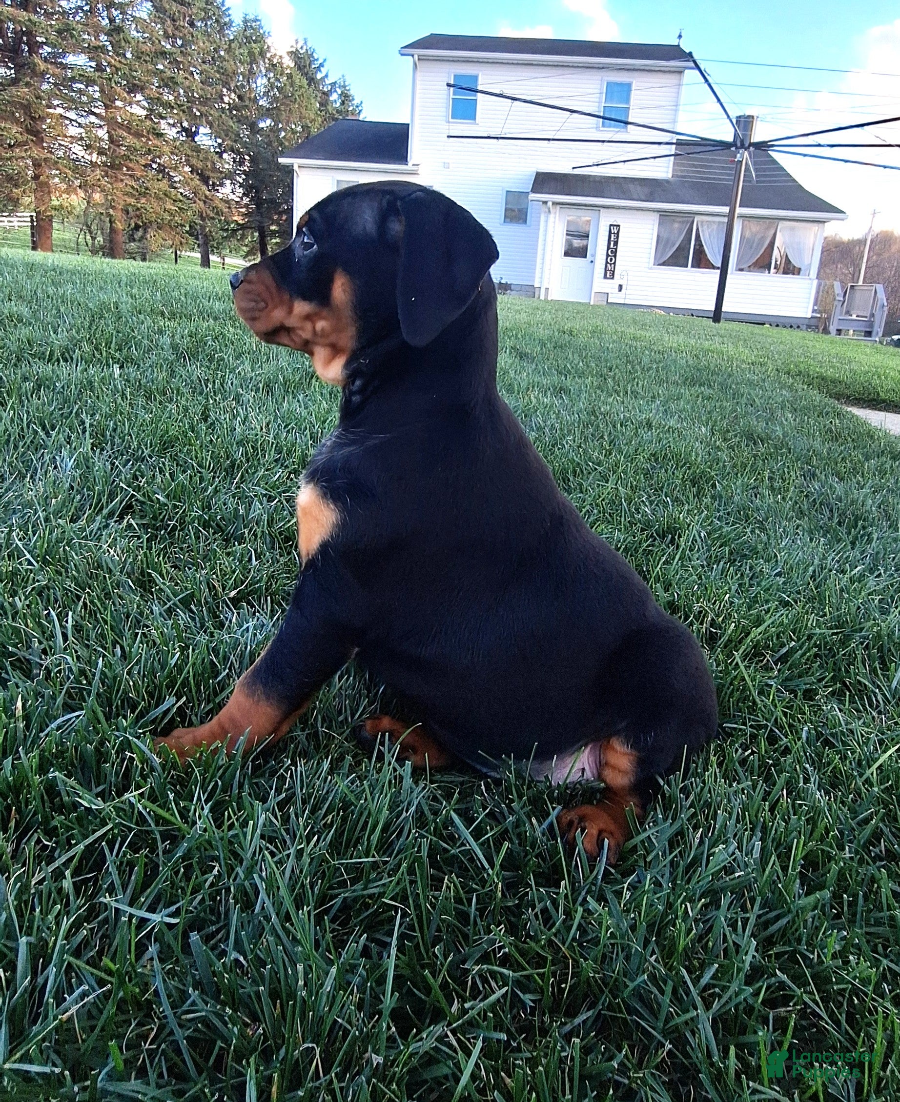 Mixed Breed dogs Sabrina - Ad 2