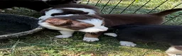 Border Collie dogs for sale: Georgia - Ad 6