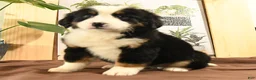 Bernedoodle dogs for sale: Rachel - Ad 4