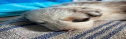 Australian Shepherd dogs for sale: Clove (AKC) - Ad 9