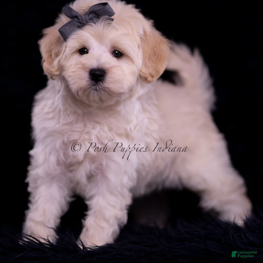 Maltipoo dogs for sale: Snickers - Ad 6