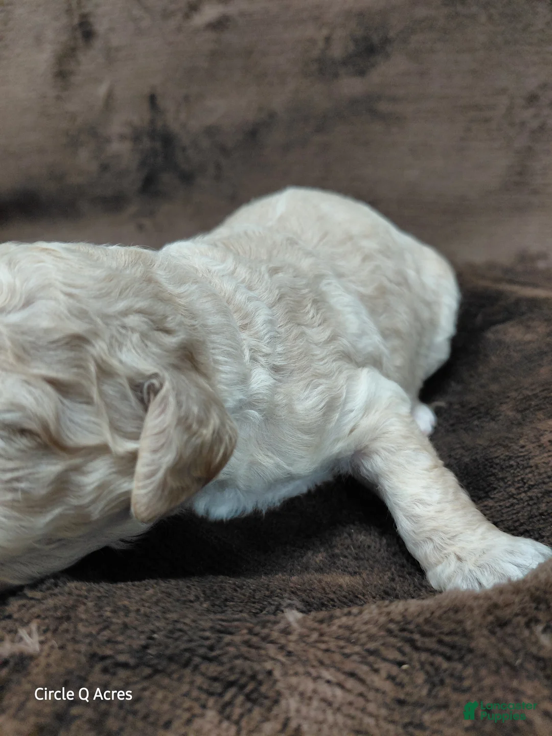 Mini Goldendoodle dogs for sale: Dexter - Ad 2