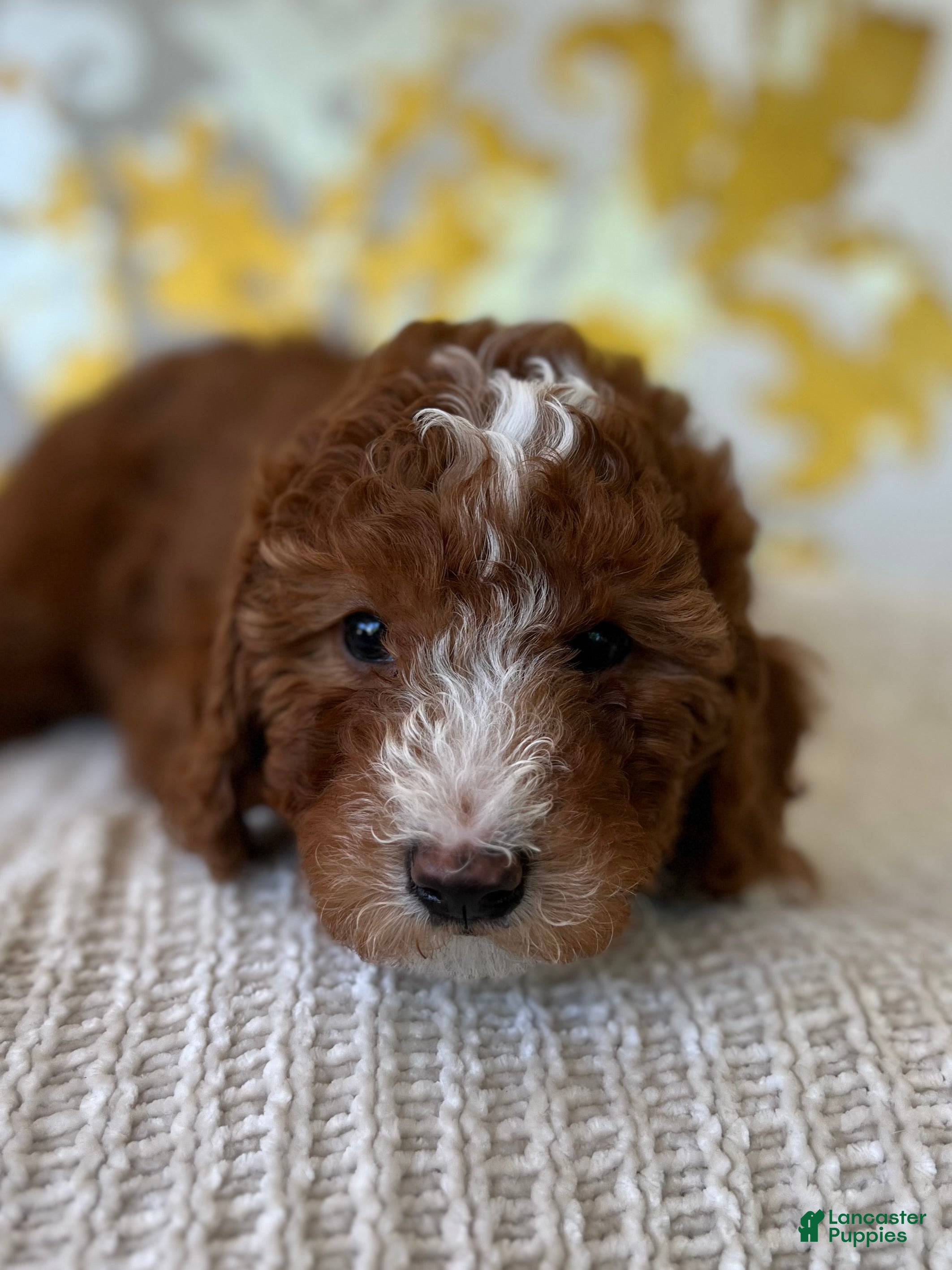 Mini Goldendoodle dogs Mini Goldendoodle Puppy 1 - Ad 2