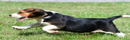 Beagle dogs for sale: Cash - Ad 3