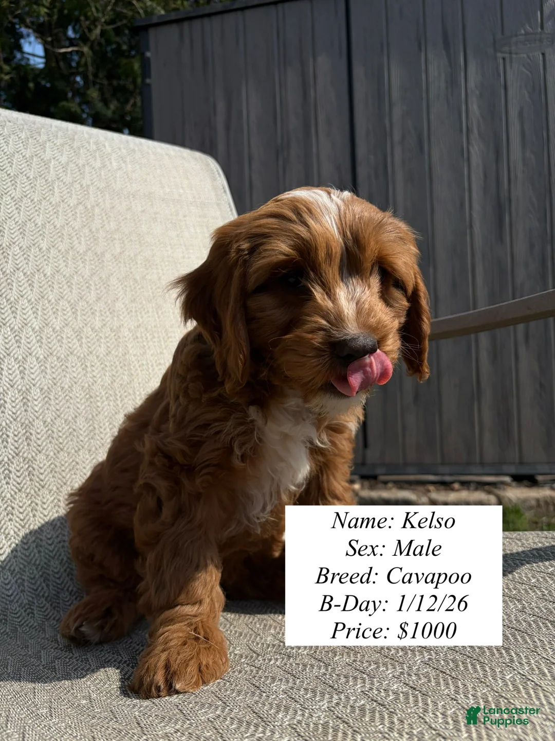 Cavapoo dogs for sale: Nala - Ad 2