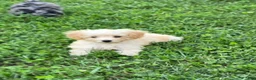 Toy Poodle dogs for sale: Milo - Ad 3