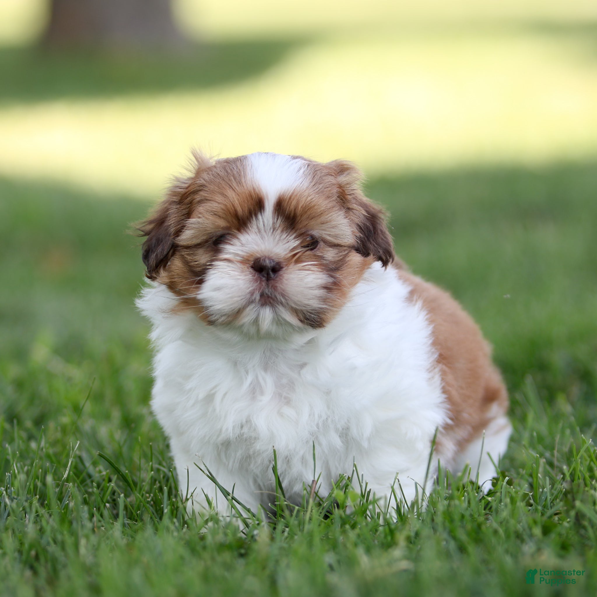 Shih Tzu dogs Dandy Shih Tzu  - Ad 1