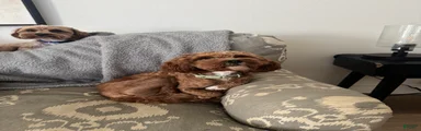 Cavapoo 1