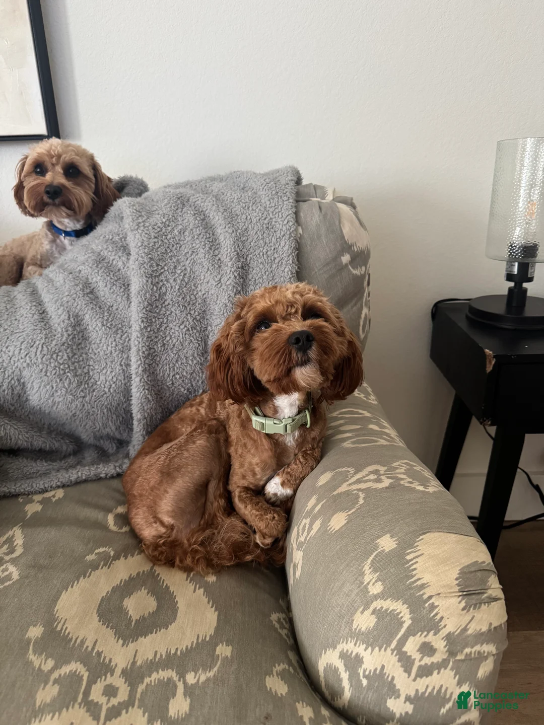 Cavapoo dogs for sale: Cavapoo 1 - Ad 1