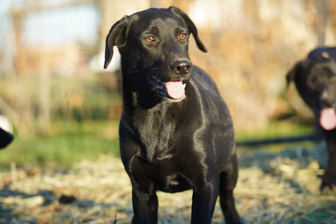 Mixed Breed dogs for sale: Jet Tiscar Farm Dog - Ad 19