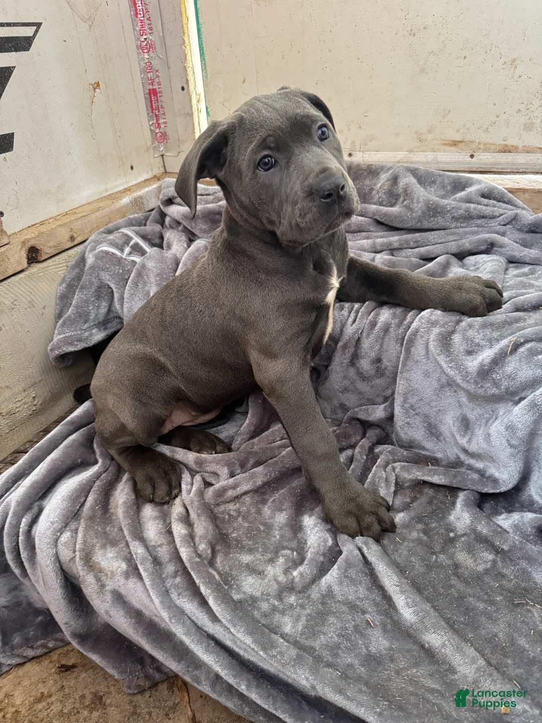 Cane Corso dogs for sale: Minion  - Ad 2