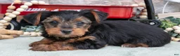 Yorkshire Terrier dogs for sale: Bruce - Ad 2