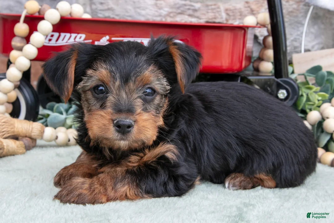 Yorkshire Terrier dogs for sale: Bruce - Ad 2