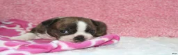 Boston Terrier dogs for sale: GALA   *AKC* - Ad 5
