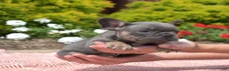 French Bulldog dogs for sale: Bruce  - Ad 8