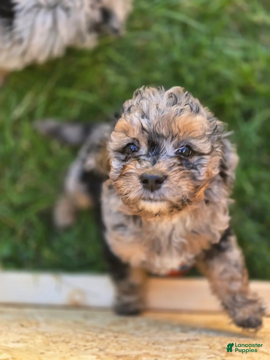 Mini Aussiedoodle dogs for sale: Caramel - Ad 2