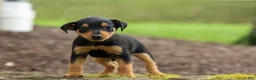 Miniature Pinscher dogs for sale: ALEX - Ad 9