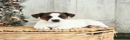Jack Russell Terrier dogs for sale: Merry - Ad 4