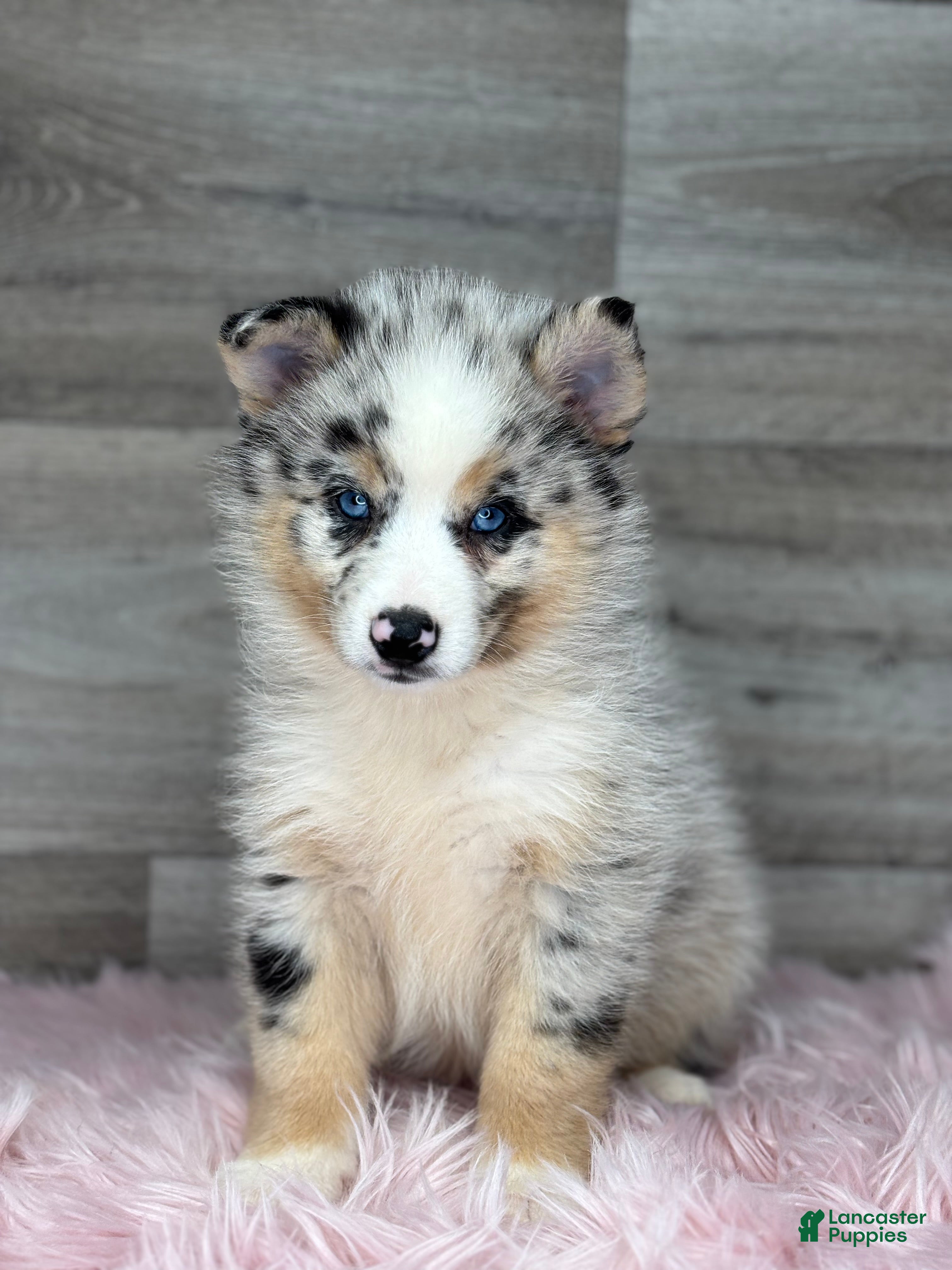 Pomsky dogs Scarlet - Ad 2