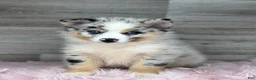 Pomsky dogs for sale: Scarlet - Ad 2
