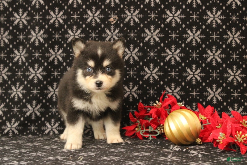 Pomsky dogs Valentina - Ad 3
